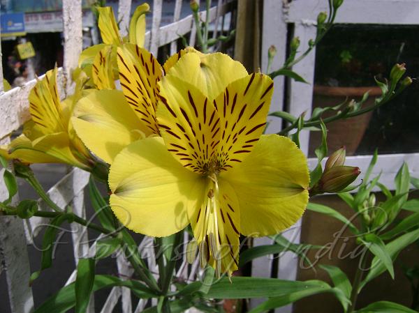 Golden Peruvian Lily